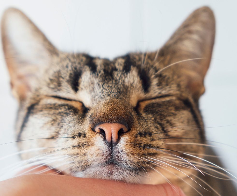 A contented tabby cat with its eyes closed, being stroked under the chin