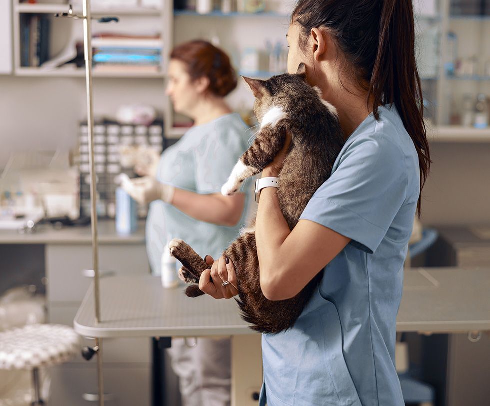 A nurse holding a cat in a consulting room while a colleague works in the background