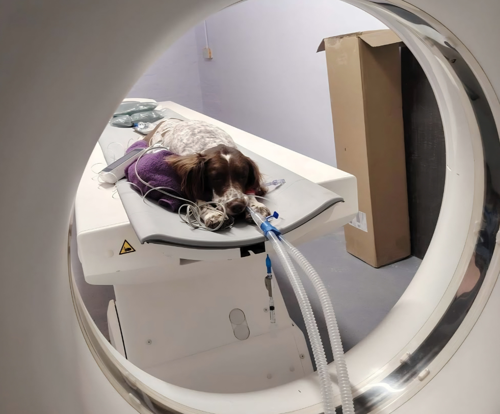 A dog lying on the CT scanner bed at Rugby Vet Hospital, ready for a scan