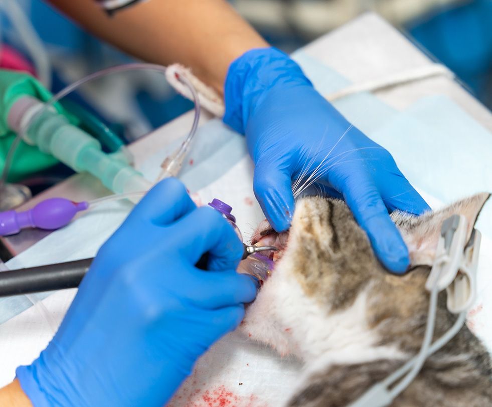 A vet cleaning a cat’s teeth during a dental procedure