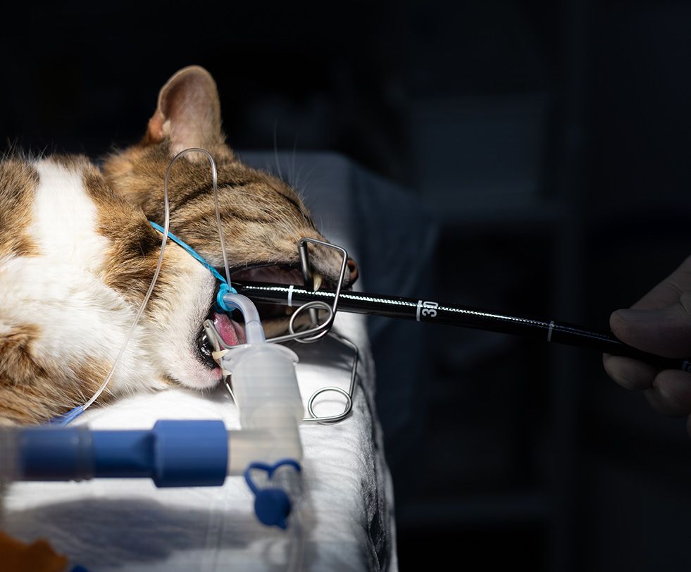 A cat under anaesthetic with an endoscope being guided in by a vet
