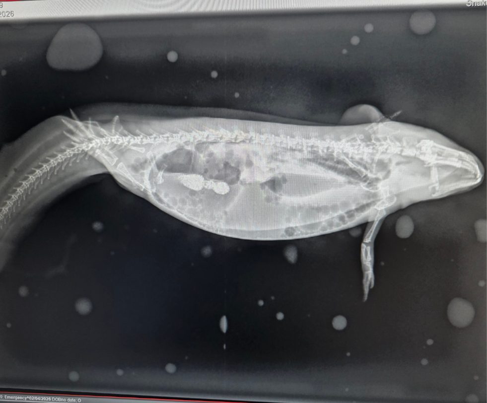 An X-ray of a bearded dragon
