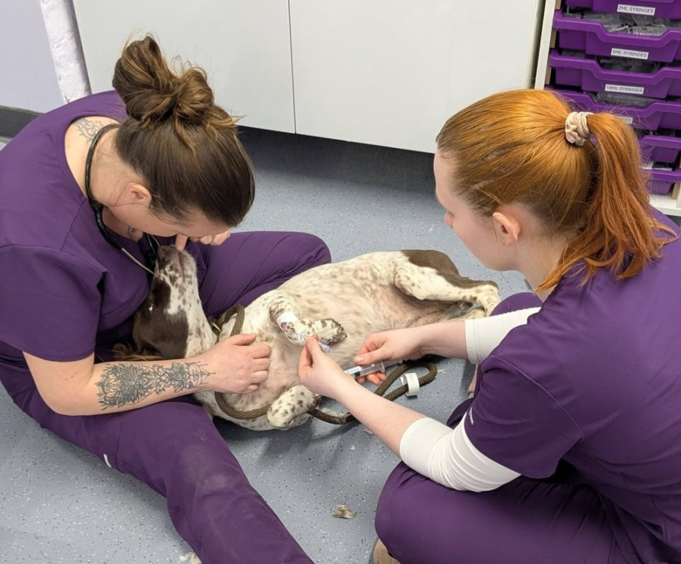 Two Rugby Vet Hospital nurses in purple scrubs caring for a dog on a blanket