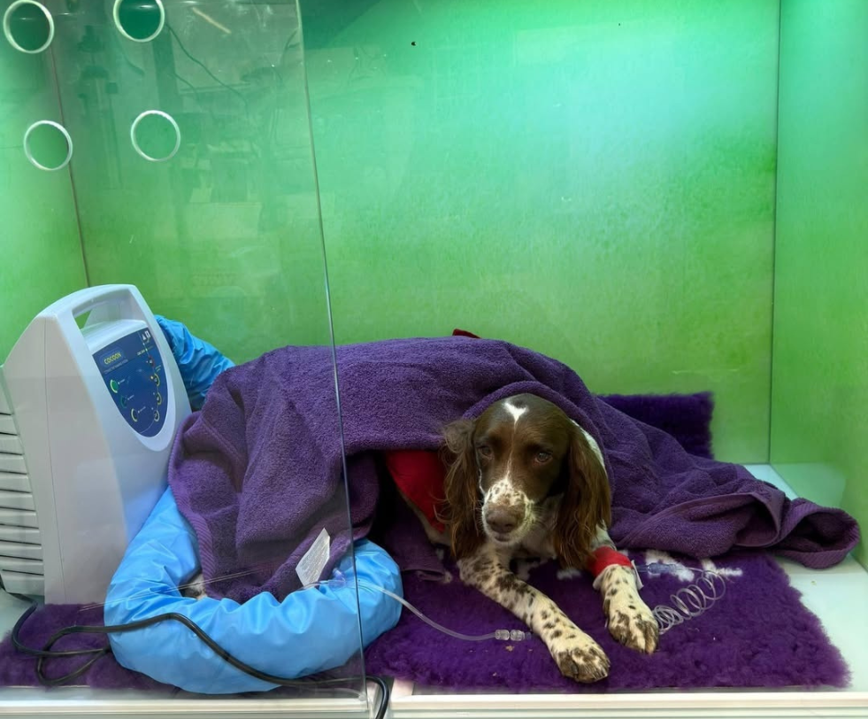 A spaniel resting in a warm hospital kennel under a purple blanket, with oxygen equipment beside it