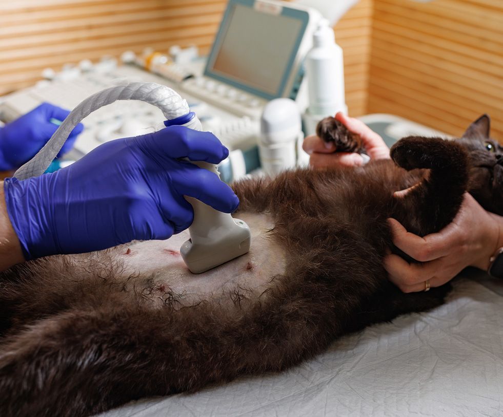 A vet in blue gloves scanning a dark-coated cat with an ultrasound probe