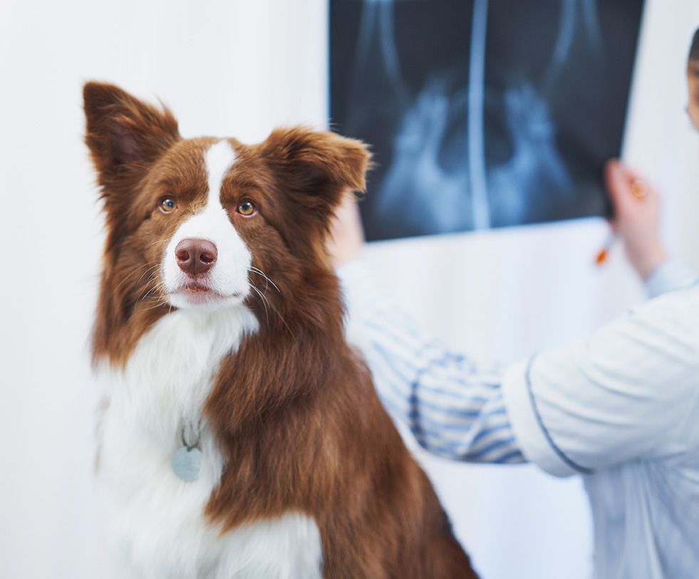 A border collie sitting beside a vet who is holding up an X-ray